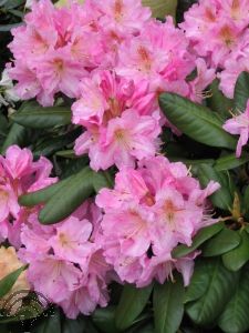 Rhododendron scintillans (=polycladum)