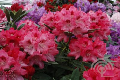 Rhododendron (Y) 'Sneezy'