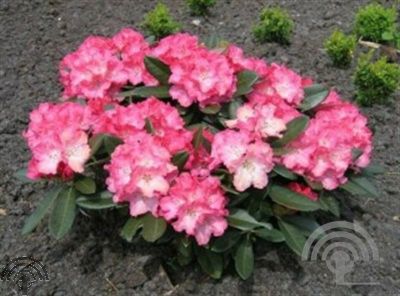 Rhododendron (Y) 'Tina Heinje'