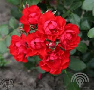 Rosa (F) 'Black Forest Rose' ®