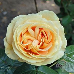Rosa (T) 'Candlelight'