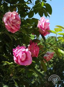 rosa Parfum de l'Hay ***