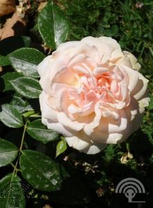 Rosa (H) 'Garden of Roses'