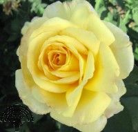Rosa (T) 'Golden Silk'®