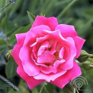 Rosa (H) 'Heidetraum'® (=noatraum)