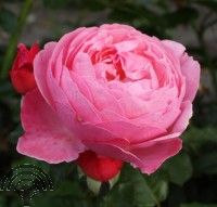 Rosa (H) 'Kölner Flora'®