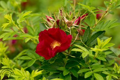 Rosa (H) 'Rote Hannover' ®