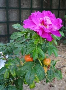 Rosa (R) 'Rotes Meer'® (= Purple Pavement)