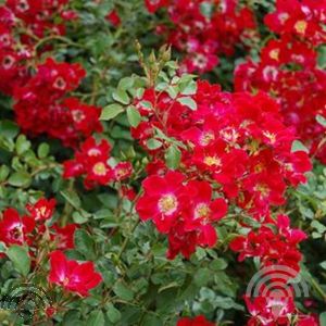 Rosa (H) 'Red Meidiland'®