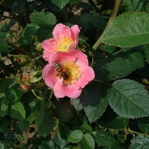 Rosa (B) rubiginosa