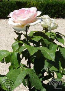 Rosa (T) 'Souvenir de Baden-Baden'®