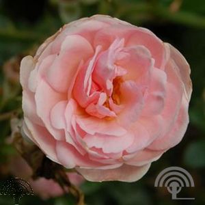 Rosa (H) 'Lovely Meidiland' ®