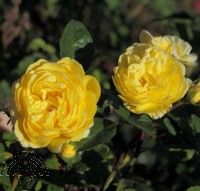 Rosa (H) 'Yellow Meilove'® 