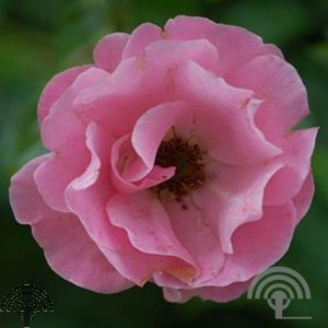 Rosa (H) 'Sommerwind' ®