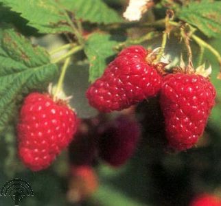Rubus idaeus 'Tulameen'