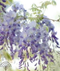 Wisteria flor. 'Lawrence'
