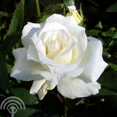 Rosa (T) 'White Symphony'