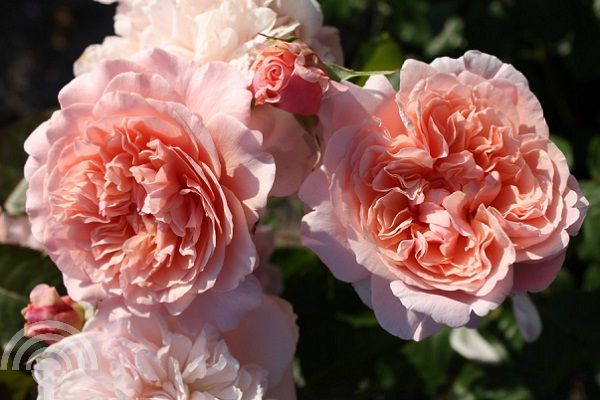 Rosa (K) 'Rose de Tolbiac'® 
