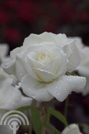 Rosa (F) 'Schneewittchen'®