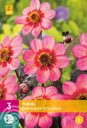 Dahlia 'Dahlegria Tricolore'