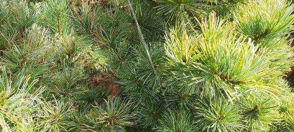 Pinus parv. 'Negishi'