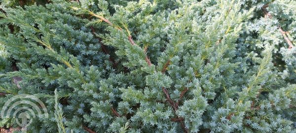Juniperus squamata 'Blue Swede'