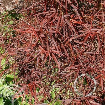 Acer pal. 'Red Pygmy'