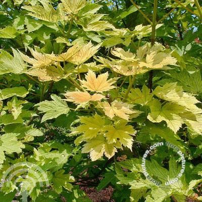 Acer pseud. 'Spring Gold'