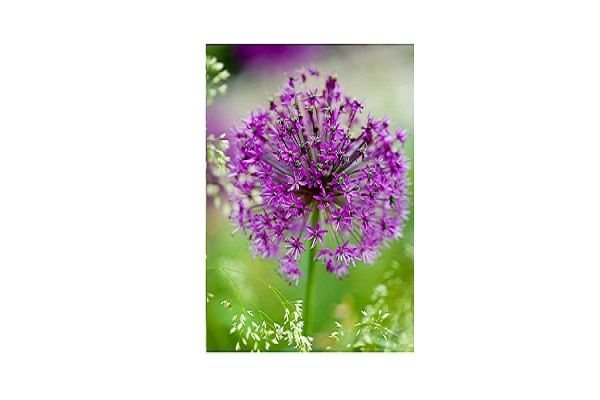 Allium aflatunense  'Purple Sensation'