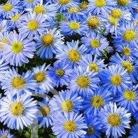 Aster (D) 'Lady in Blue'