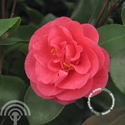 Camellia j. 'Principessa Baciocchi'