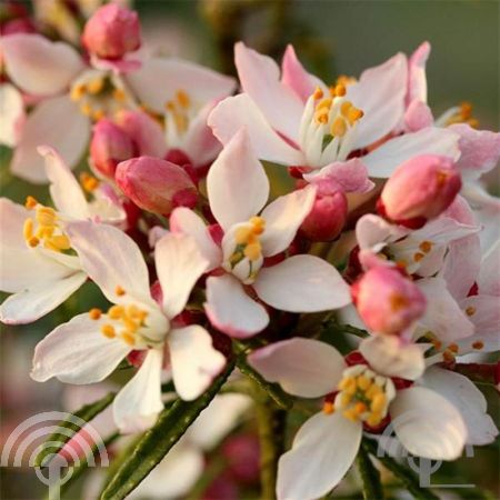 Choisya ternata 'Apple Blossom'
