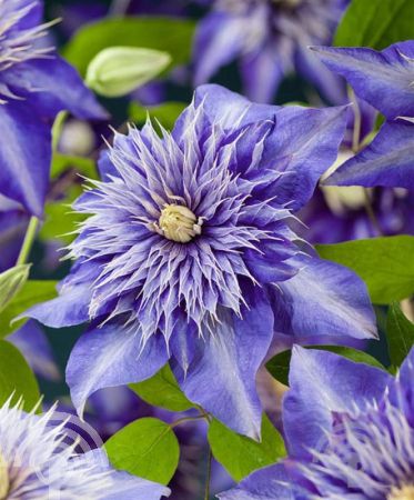 Clematis 'So Many® Blue Flowers' PBR