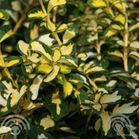 Euonymus fort. 'Blondy' 
