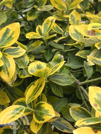 Euonymus fort. 'Canadale Gold'