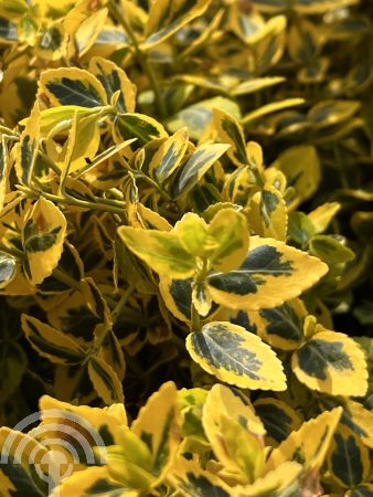 Euonymus fort. 'Emerald 'n Gold'