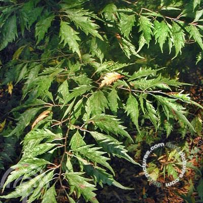 Fagus syl. 'Aspleniifolia'