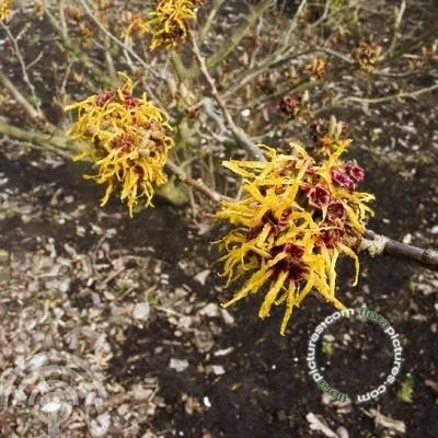 Hamamelis int. 'Barmstedt Gold'