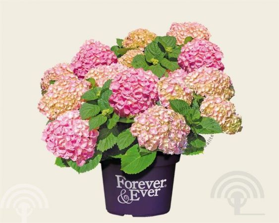 Hydrangea macr. 'Forever & Ever'® - pink