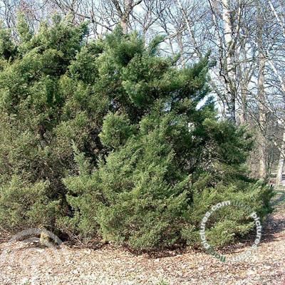 Juniperus virg. 'Hetz'