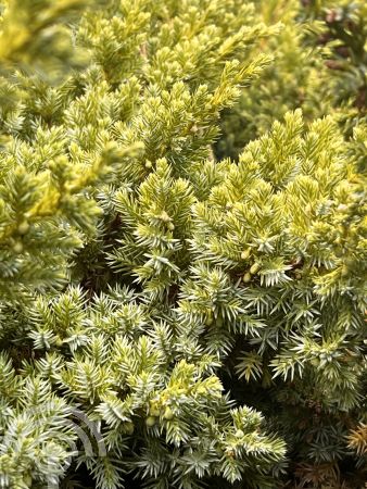 Juniperus squamata 'Blue Swede'