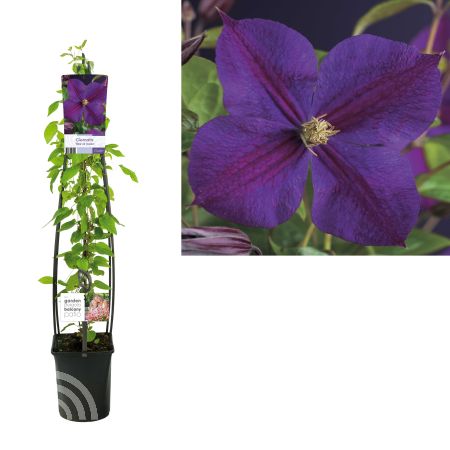 Clematis 'Star of India'