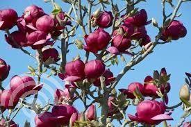 Magnolia brookl. 'Black Tulip'