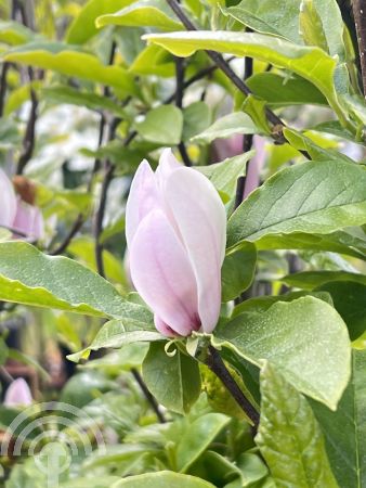 Magnolia 'George Henry Kern'