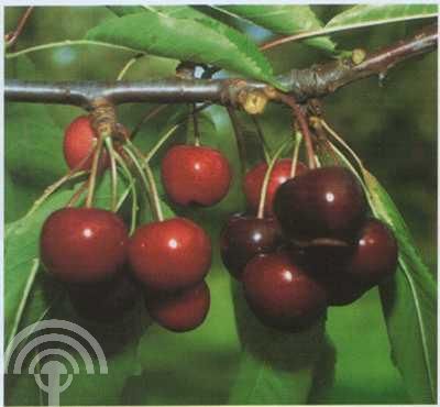 Prunus avium 'Hedelfinger Riesenkirsche'