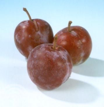 Prunus d. 'Reine Claude d'Althan'