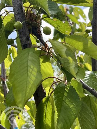 Prunus avium 'Bigarreau Burlat'
