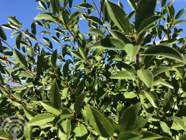 Prunus eminens 'Umbraculifera'