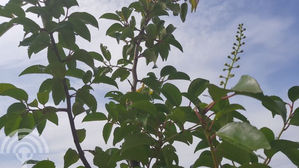 Prunus l. ' Tico' 