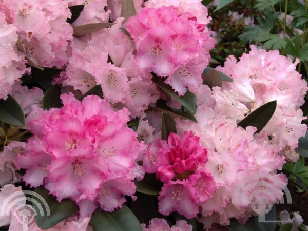 Rhododendron (Y) 'Arabella'
